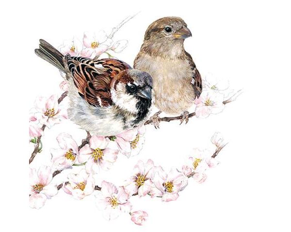 Servietter Lunsj Sparrows Blossom 20pk
